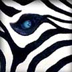 Zebra's Eye Reflection