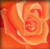 Orange Rose